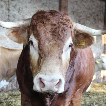 Fattoria Agriturismo Bigongiari لوكا المظهر الخارجي الصورة