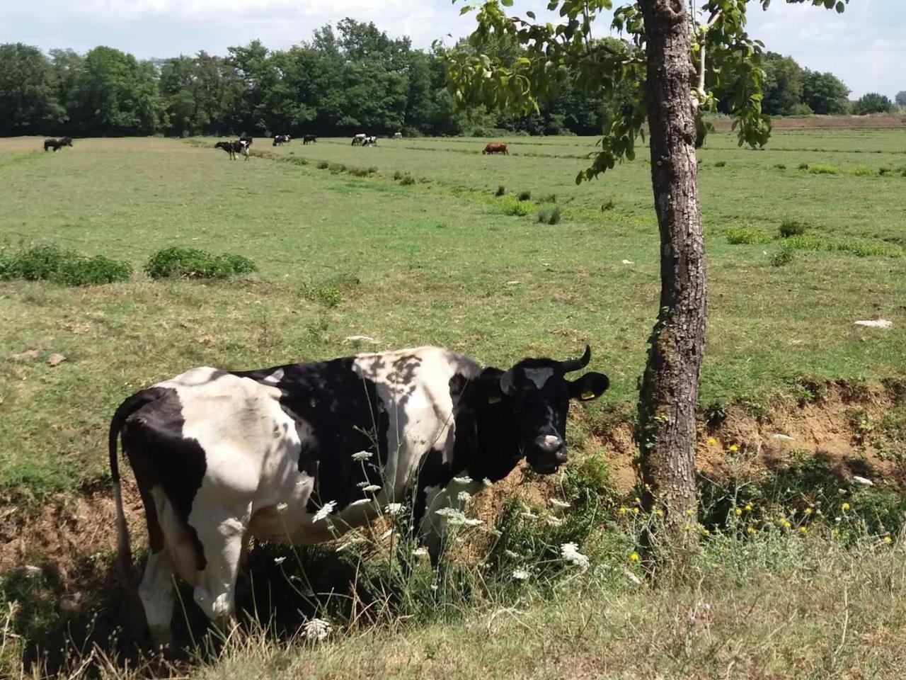 Fattoria Agriturismo Bigongiari لوكا المظهر الخارجي الصورة