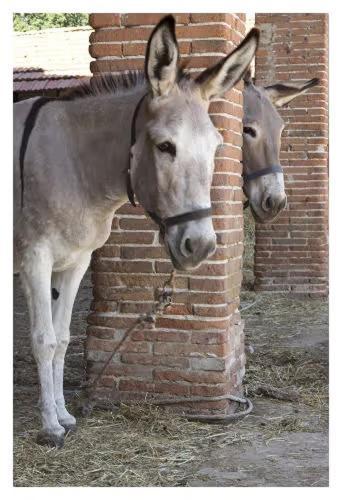 Fattoria Agriturismo Bigongiari لوكا المظهر الخارجي الصورة
