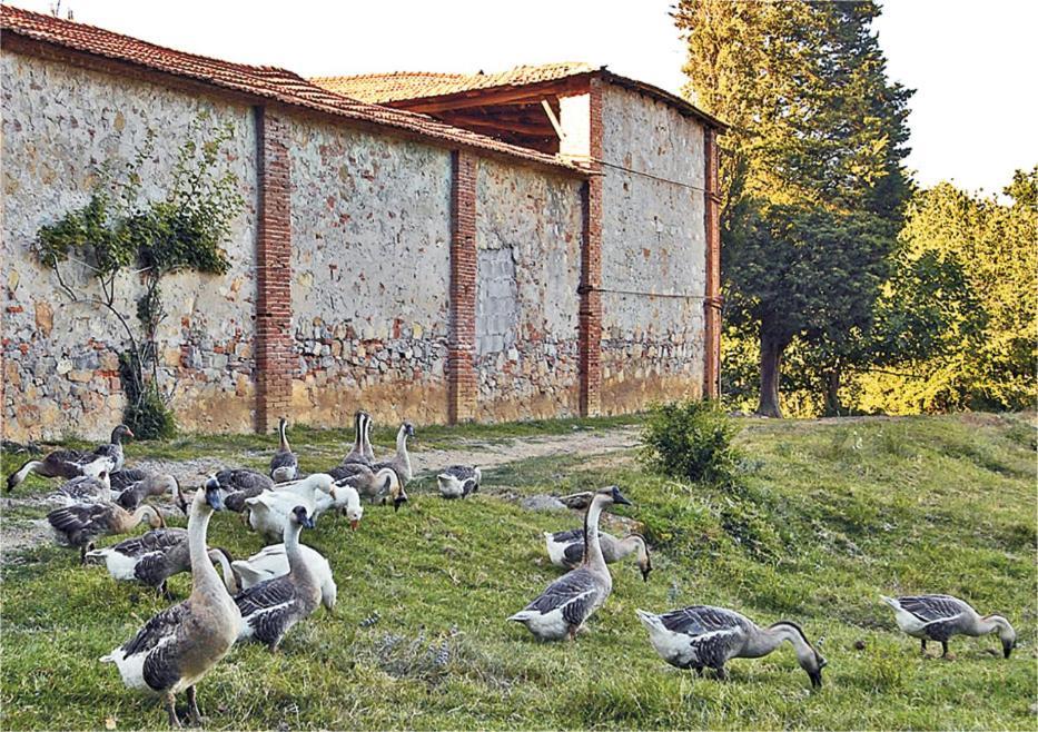 Fattoria Agriturismo Bigongiari لوكا المظهر الخارجي الصورة